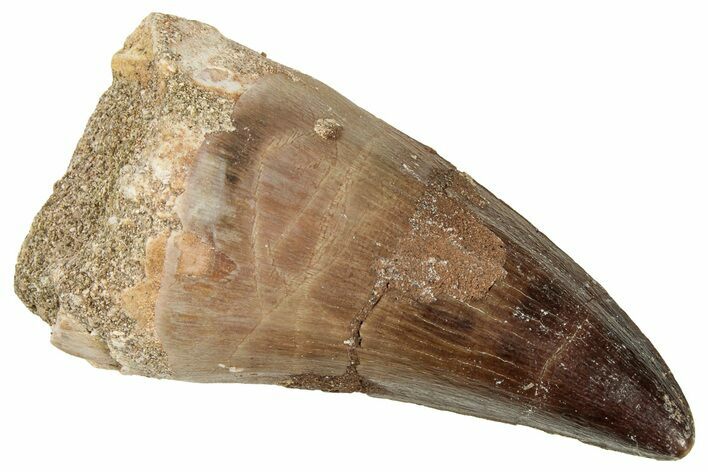 Fossil Mosasaur (Prognathodon) Tooth - Morocco #326448
